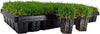 Zoysia Plugs – 50 Large Grass Plugs  | Drought Tolerant, Low Maintenance EZPlugs for Lush Lawn  | Easy to Grow & Maintain