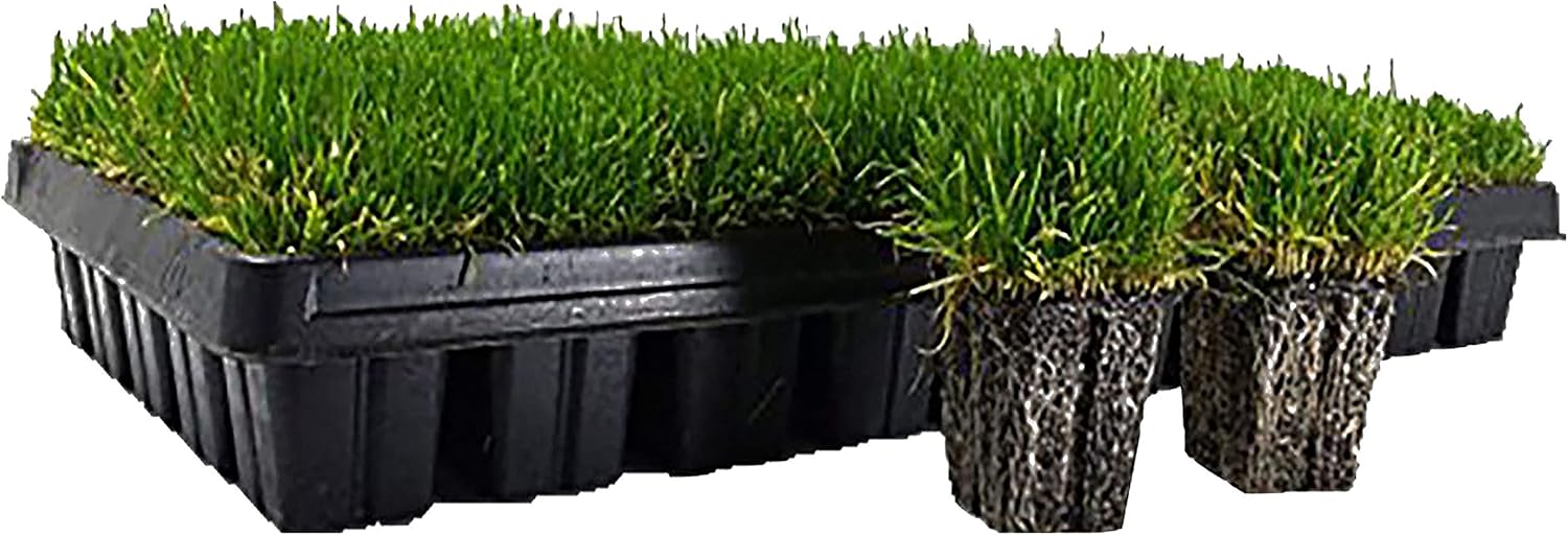 Zoysia Plugs – 50 Large Grass Plugs  | Drought Tolerant, Low Maintenance EZPlugs for Lush Lawn  | Easy to Grow & Maintain