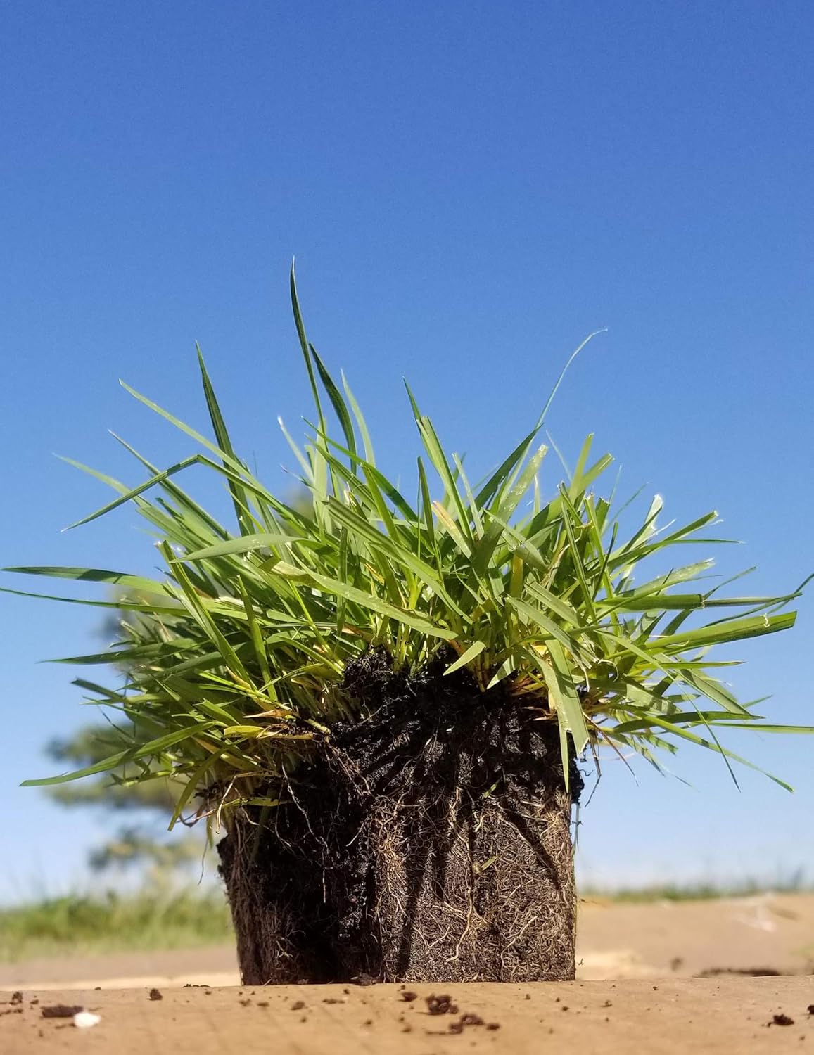 Zoysia Plugs – 50 Large Grass Plugs  | Drought Tolerant, Low Maintenance EZPlugs for Lush Lawn  | Easy to Grow & Maintain