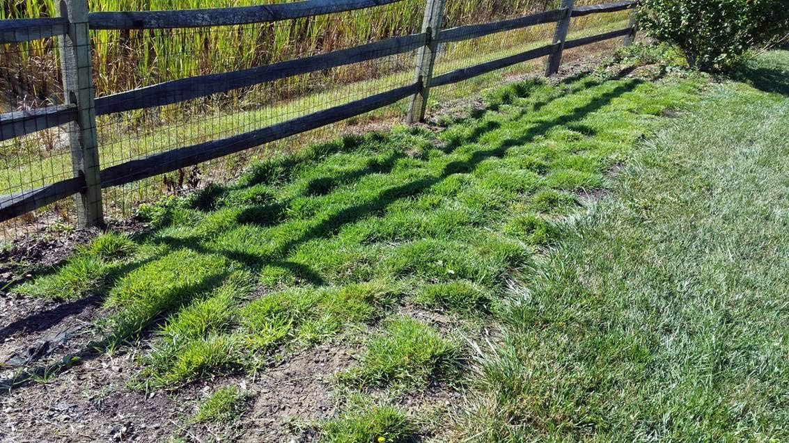 Zoysia Plugs – 50 Large Grass Plugs  | Drought Tolerant, Low Maintenance EZPlugs for Lush Lawn  | Easy to Grow & Maintain