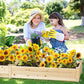 Outdoor 8FT Wooden Raised Garden Bed Planter Box Kit for Vegetables, Fruits, and Herbs – Perfect for Patio or Yard Gardening