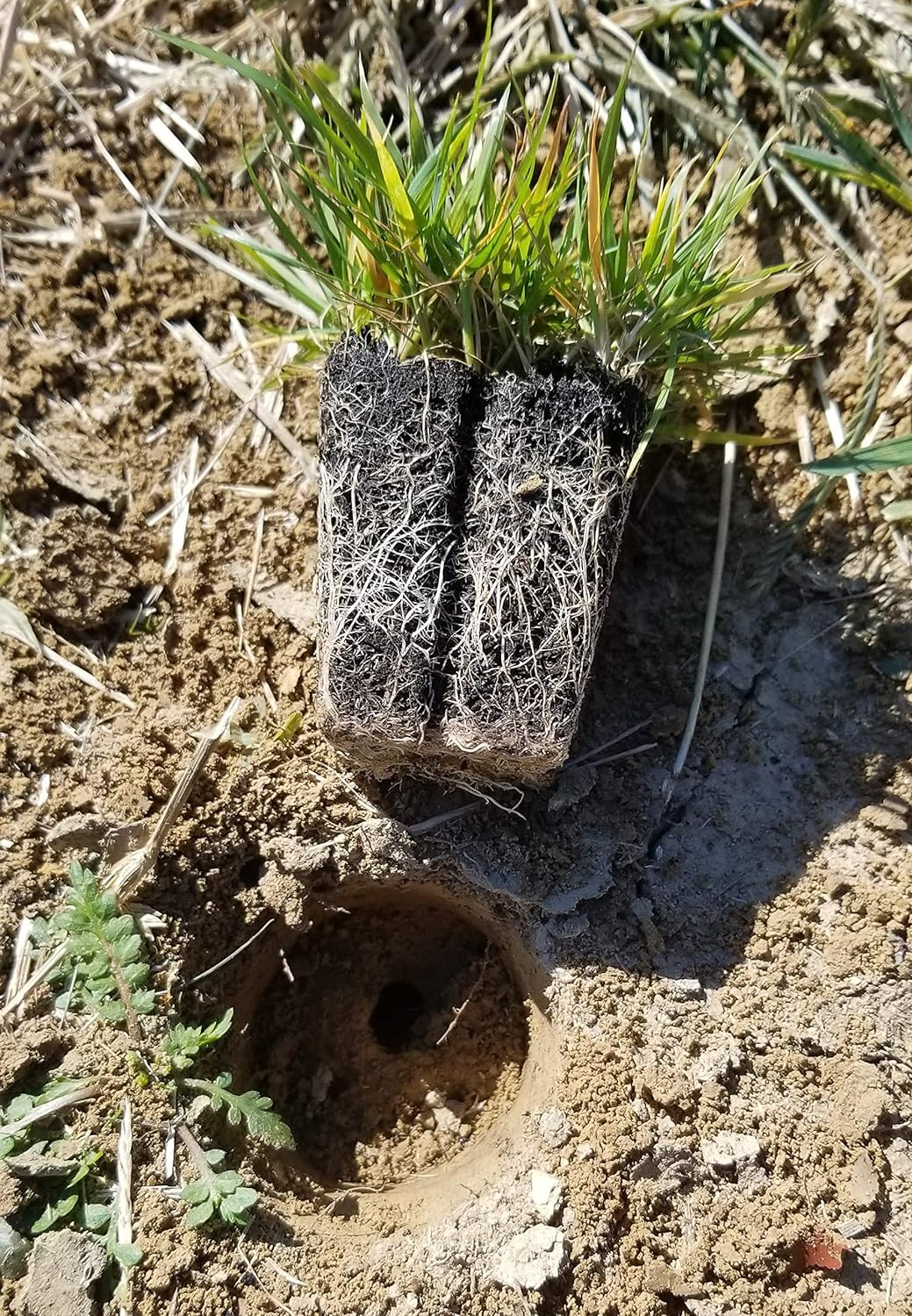 Zoysia Plugs – 50 Large Grass Plugs  | Drought Tolerant, Low Maintenance EZPlugs for Lush Lawn  | Easy to Grow & Maintain