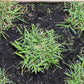 Zoysia Plugs – 50 Large Grass Plugs  | Drought Tolerant, Low Maintenance EZPlugs for Lush Lawn  | Easy to Grow & Maintain