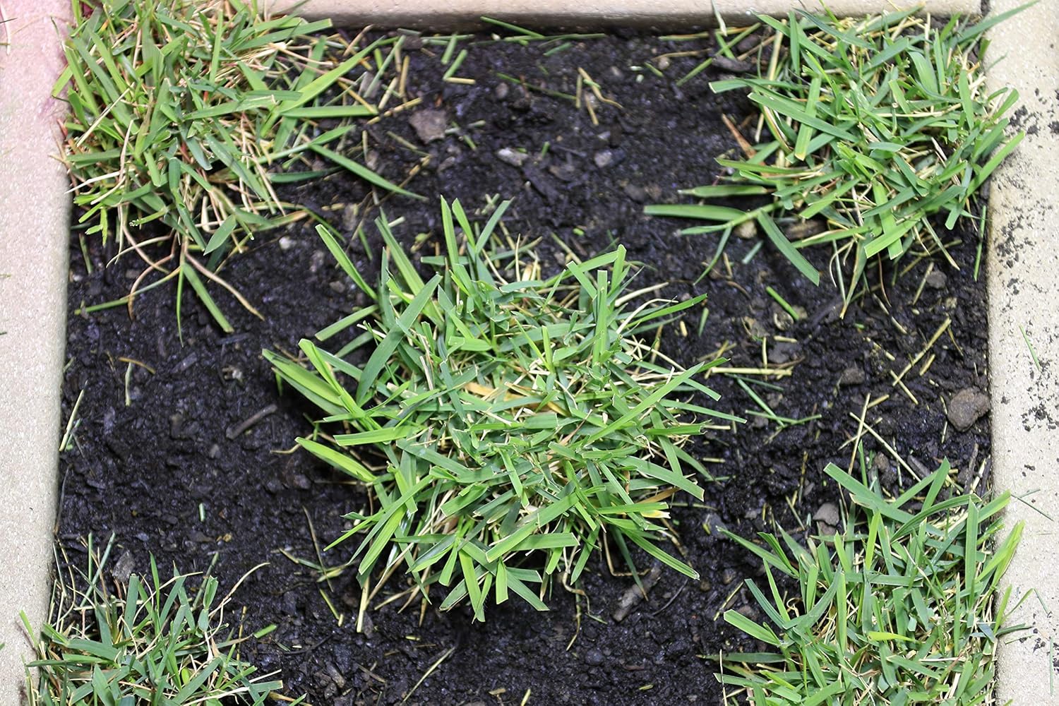 Zoysia Plugs – 50 Large Grass Plugs  | Drought Tolerant, Low Maintenance EZPlugs for Lush Lawn  | Easy to Grow & Maintain