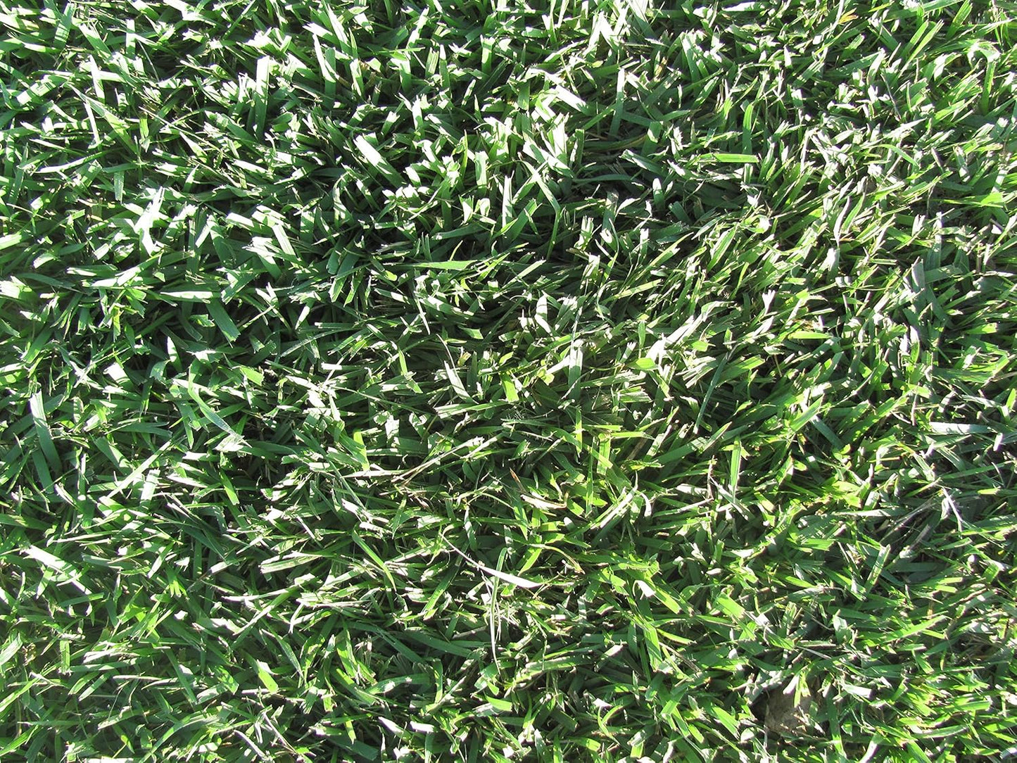 Zoysia Plugs – 50 Large Grass Plugs  | Drought Tolerant, Low Maintenance EZPlugs for Lush Lawn  | Easy to Grow & Maintain